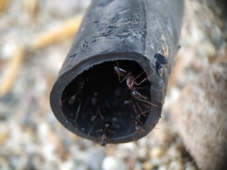 Las sylvaticus viviendo en un tubo de riego abandonado.