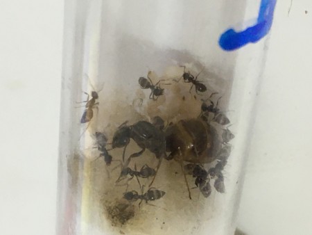 Lasius niger 2.JPG