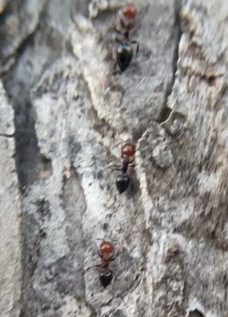 Crematogaster Scutellaris