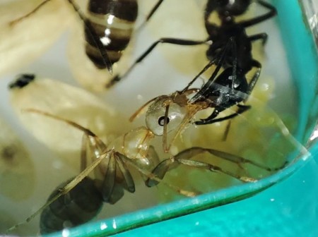 Alimentando a una recién nacida C.Ligniperdus