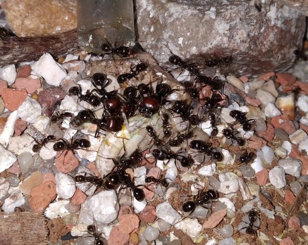 messor barbarus comiendo saltamontes.jpg