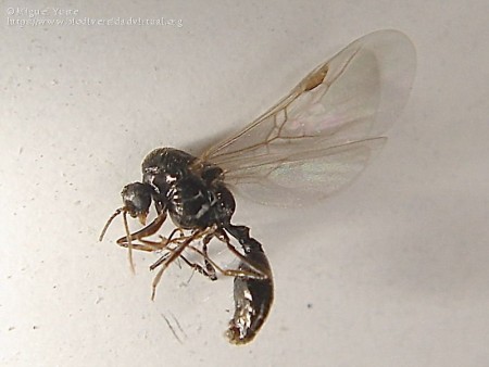 Macho de Solenopsis sp.