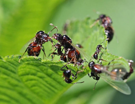 Solenopsis richteri