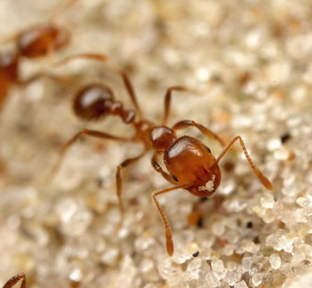 Solenopsis geminata