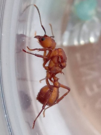 Asi se ven las Acromyrmex