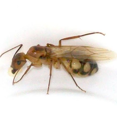 Camponotus substitutus