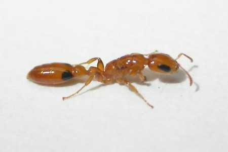 Pseudomyrmex simplex