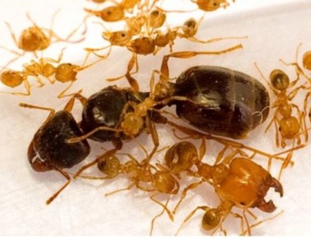 Pheidole sp.