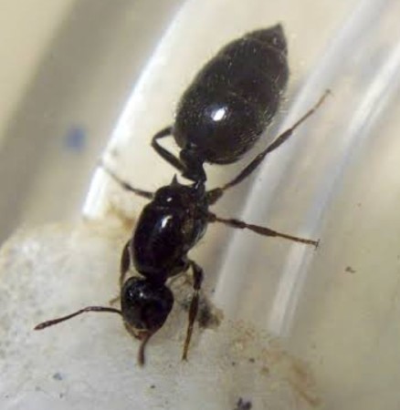 Crematogaster sp.