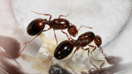 Solenopsis sp