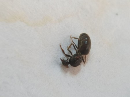 lasius2_2022-07-02_16-36-48.jpg