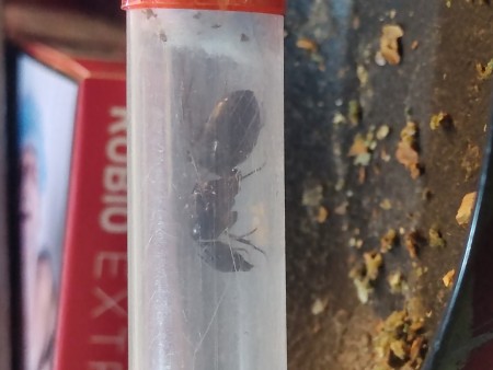 Camponotus?