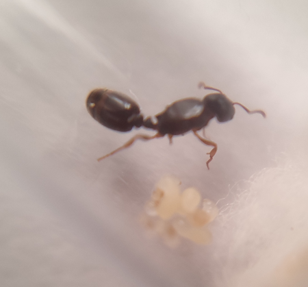 Pheidole_o_Plagiolepsis_001.png