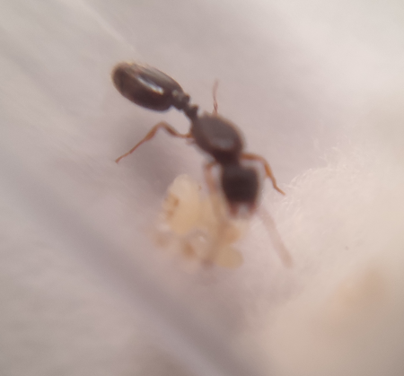 Pheidole_o_Plagiolepsis_002.png