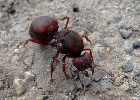 Esta belleza es una reina Atta laevigata, foto no de mi autoría