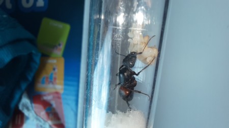 Camponotus