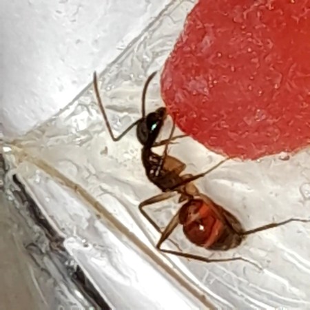 Obrera tomando agua azúcar roja