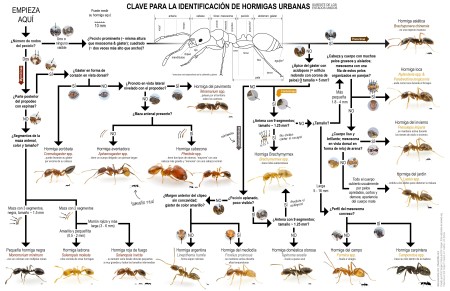 probé a usar este algoritmo y creo que llego a las solenopsis