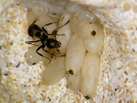 Formica Cinerea