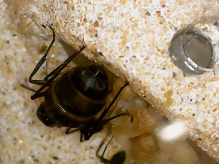 Camponotus Cruentatus