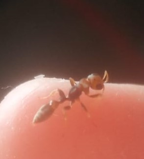 Obrera pseudomyrmex