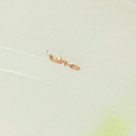 Pseudomyrmex simplex (Agosto 3)