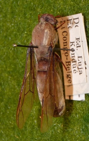 Dorylus (17-8-22 Museo nacional de historia natural de Luxemburgo).jpg