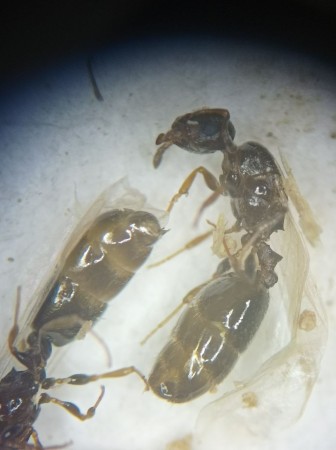 Temnothorax angustulus2.jpg