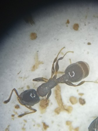 Temnothorax angustulus1.jpg