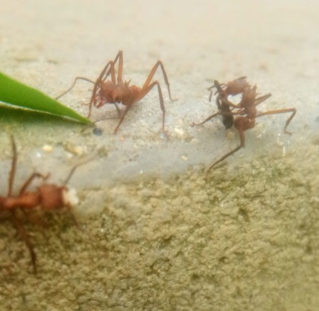 Acromyrmex