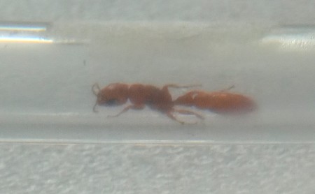 Pseudomyrmex, parecida a una de hace un tiempo&quot;