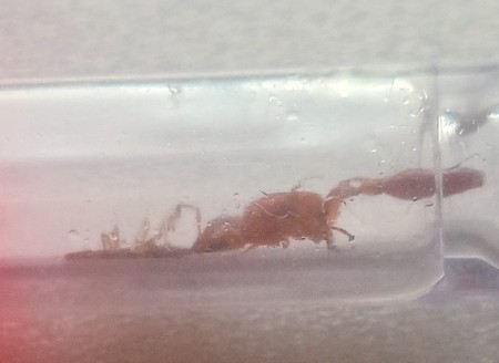 La nueva Pseudomyrmex mocha