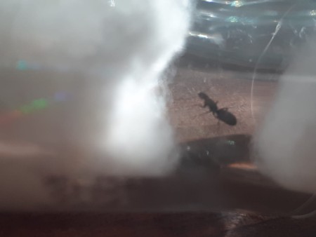 La nueva Solenopsis capturada el día de ayer. Es incluso más pequeña que las otras dos Solenopsis.