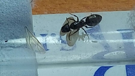 Camponotus_20230109-171646.jpg