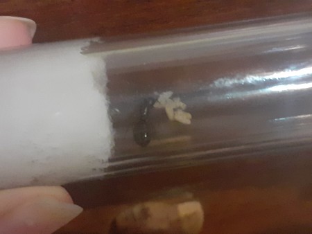 Camponotus Punctulatus con prole y capullos