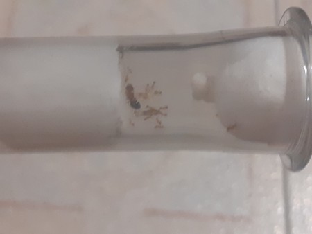 Pheidole Bergi, la pequeña colonia que crece en números cada día