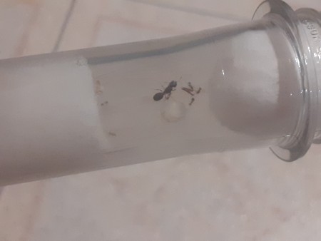 La Pheidole Sp con sus pequeñas nurse