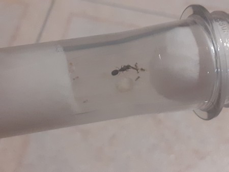 Pheidole Sp. Horus