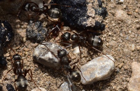 formica cunicularia mimosas_3674bv.jpg