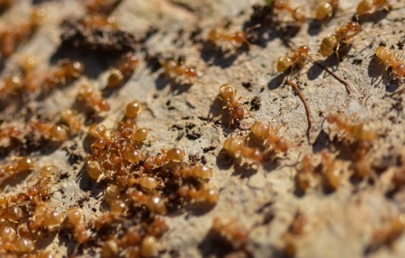 3austrolasius carniolicus  peñarrubia_3649mar.jpg