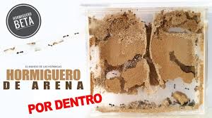 hormiguero arena 2.jpg