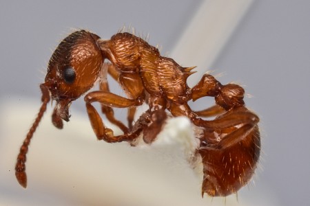 3myrmica arroyollantones_4174.JPG