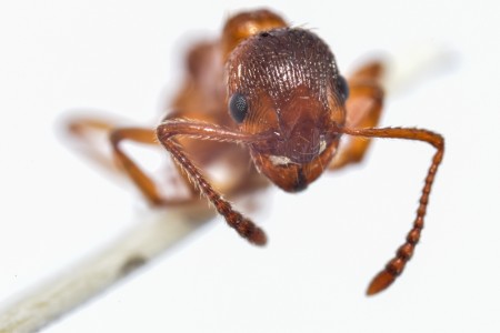 4myrmica arroyollantones_4156.JPG