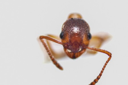 5myrmica arroyollantones_4158.JPG