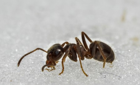 3lasius niger_4366.JPG