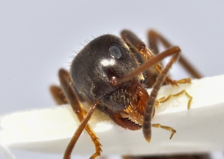 4lasius niger_4371.JPG