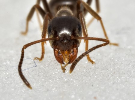 lasius niger_4368.JPG