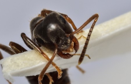 lasius niger_4373.JPG