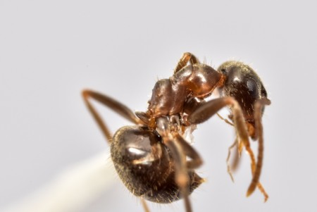 3lasius cervigonestaño_4707.JPG