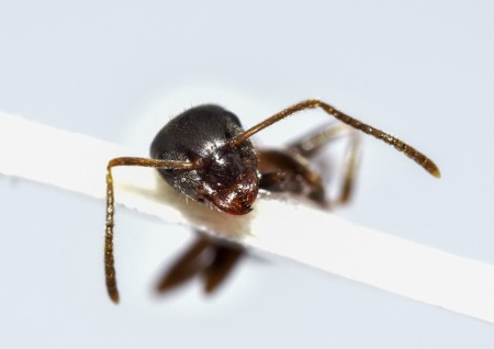 4lasius cervigonestaño_4721.JPG